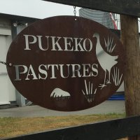Pukeko Pastures (@pukekopastures) 's Twitter Profile
