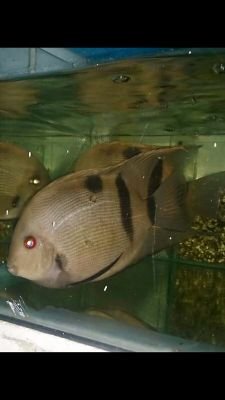 Export ornamental tropical fish Colombia