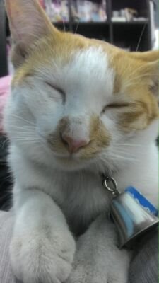 K.Kwan.K♡猫大好きさんのプロフィール画像