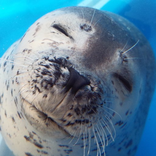 spembenben's profile picture. 