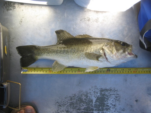 getstak2's profile picture. I am a beginner of fishing. Among of them, I like tuna and dorado fishing very much.