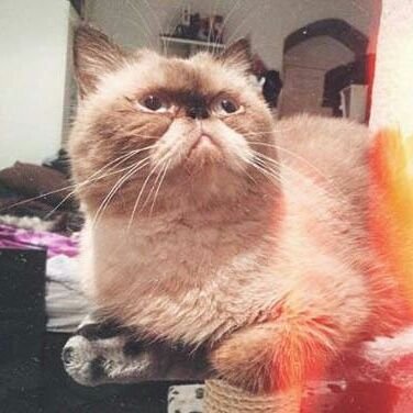 I'm a half-himalayan cat. I love philosophy, all forms of art and the japanese folklore. Always learning, always creating. Sometimes I write haiku.