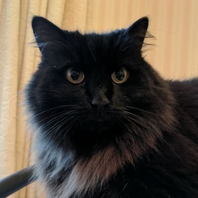 CatGoodies Profile Picture