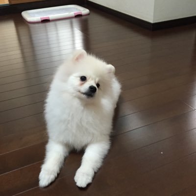 saywmg4414's profile picture. japan travel callege 伊東 平塚 東京 函館 札幌