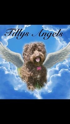 Tillys Angels is a volunteer group for support to owners with lost dogs covering Southend to Basildon, Essex. Please follow us on Twitter or join us on Facebook