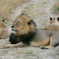 Steve (@f3cecil) 's Twitter Profile Photo