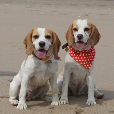 We are Daisy and Dolly, we've found a forever home with the help of Beagle Welfare, Mum & Dad - We are currently being spoilt but don't call anyone cos we's OK