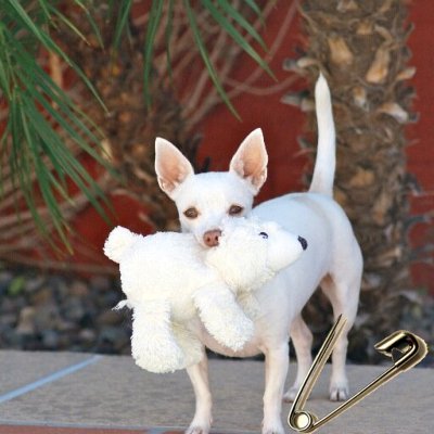 Proud liberal dog lover!  Beachwalker!   Save our oceans    Imagine no religion..... (John Lennon) tRump not my president  Blocked by Jill Stein #TheResistance