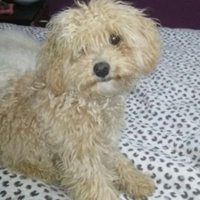 Me encanta jugar y romper todo. Amo morder y darle besos a todo el mundo. Soy muy tierna, alegre, cariñosa e inteligente.