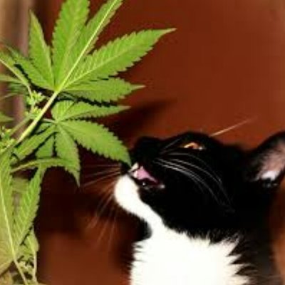 Фото кота с марихуаной tor browser on blackberry hydra
