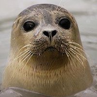 Bob's Aquatic Seals™(@aquaticseals) 's Twitter Profile Photo