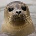 Bob's Aquatic Seals™ (@aquaticseals) Twitter profile photo