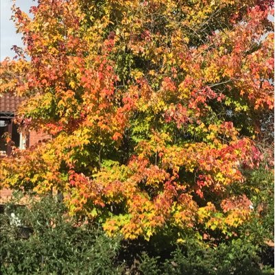 optimistgarden's profile picture. Gardening for fun, flowers, food and freedom. Loves nature, weather and life. Prof of Nursing (Emerita) and mostly retired academic.