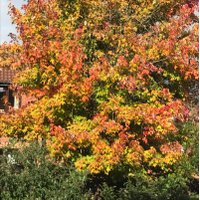 June Girvin (@optimistgarden) 's Twitter Profile