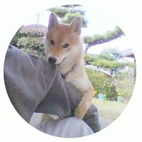 inubot(@inu_10kg) 's Twitter Profile Photo