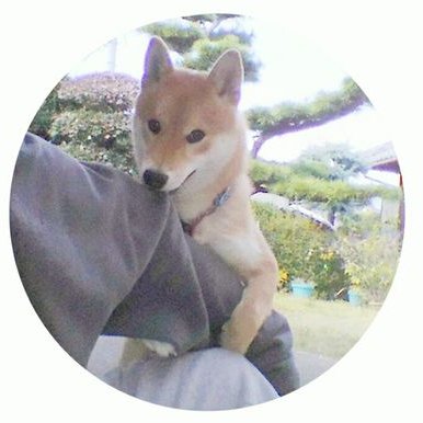 Inubot 良い感じの棒をくわえてやってきてまた別の棒をくわえて去りし犬 Inubot 良い感じの棒をくわえてやってきてまた別の棒をくわえて去りし犬