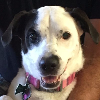 HippieSRQ's profile image