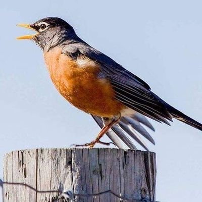 Robin Draperさんのプロフィール画像