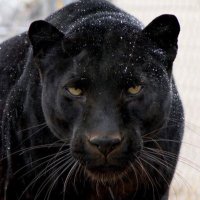 Raypec Football (@raypecfootball) 's Twitter Profile