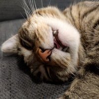 pico cat (@tinypicocat) 's Twitter Profile Photo pico cat (@tinypicocat) 's Twitter Profile Photo