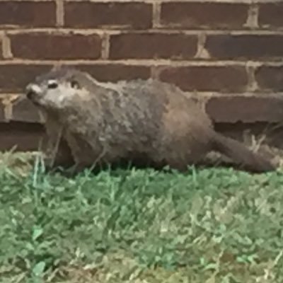 understanek's profile picture. 