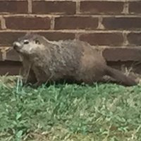 Mr. Stanek (@understanek) 's Twitter Profile Photo