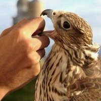 أهابك ولا أخافك..! 🇸🇦 (@aalayesh35) 's Twitter Profile