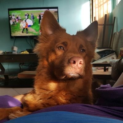 auxibo's profile picture. La palabra PROHIBIDO para mi significa: hazlo sin que se den cuenta.      Nací para cometer ERRORES, no para fingir ser PERFECTA