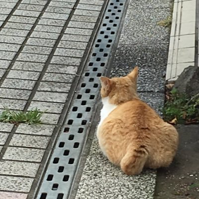 smile_bbvvv's profile picture. 子育てど真ん中。いい歳なのに家事苦手で修行中な人。基本壁打ちアカウント