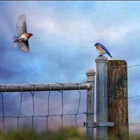 سهم الحقيقه (@a2n9blp1nnfw4jp) Twitter profile photo