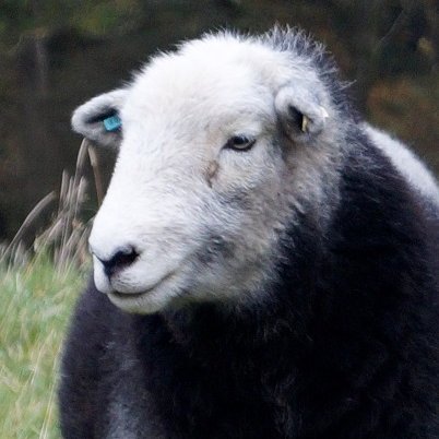 Two herdwicks, four badger-faced x Shetland sheep for wooly spinning. Creator of occasionally brilliant, but mostly useless, knitted items Kirkcudbrightshire