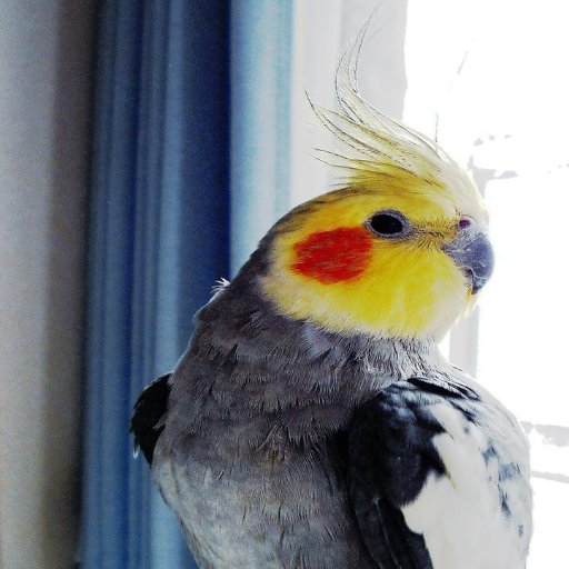 オカメインコの飼い主
🇯🇵🦉🦃🐔🐓🐣🐤🐥🐦🐧🕊️🦅🦆🦢🦉🦩🦚🦜🦒