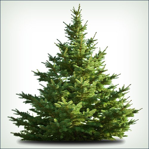 We are Love Christmas Trees Ayrshire specialising in the supply and delivery of premium Nordman Fir Christmas Trees.