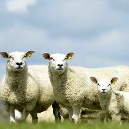 Teagasc Sheep Research and Knowledge Transfer Programme