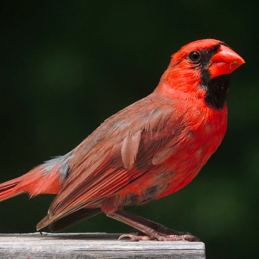 The cardinal represents the fire and vitality of the living spirit