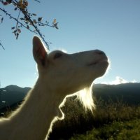 Les cabres de Riudaura🎗️🐐(@lescabres) 's Twitter Profile Photo