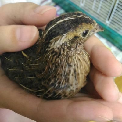うずら飼ってました。謎解き&日帰り旅行、お散歩ランチ
愛犬ちゃんはヨーキ16歳(2021年3月23日虹の橋🌈を渡りました)🐶2021年6月生まれのヨーキのよーちゃんが新しい家族になりました✨子育て中のおかあさんやおばさんにも優しい世の中になーれ
なんでもデジタル化に反対😑