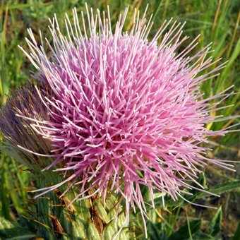 DelRoth62's profile picture. 