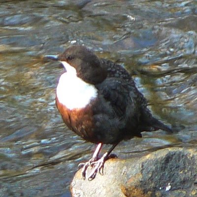 Birdwatching in Dark Peak area of Peak District Derbyshire. Supporter of RSPB & BTO.