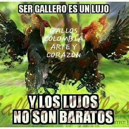 morales_duval's profile picture. Cria 2 de febrero