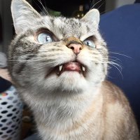 Loki (@loki_kitteh) 's Twitter Profile