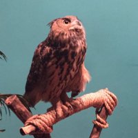 Mira Eliza (@jupitery) 's Twitter Profile