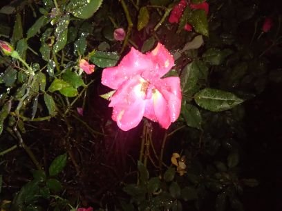 Siftsov's profile picture. 