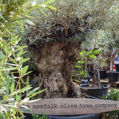 Norfolk Olive Trees