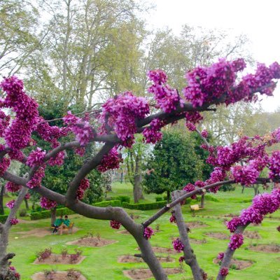 treeratta1's profile picture. 