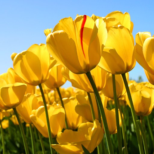 osmnlkoc19's profile picture. osmanlıkoçgurup