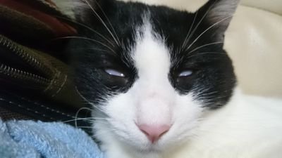 motosyokutyou's profile picture. 何処であっても「孤独」誰も見てくれないので自由気まま
ほぼコメンテーター