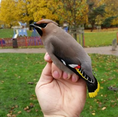 We are the University of East Anglia bird ringing Group.