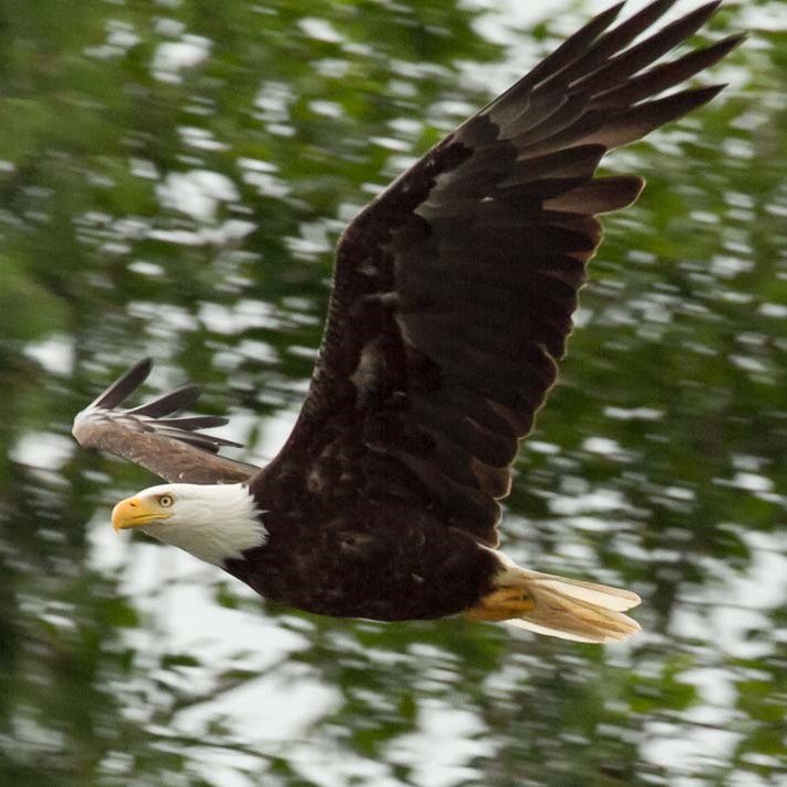 Plumage - Non descrip with hint of grey. Habitat - Yorkshire Area. Calls several - Why won't it focus (repeated); series of clicks; Explosive It's blurred!