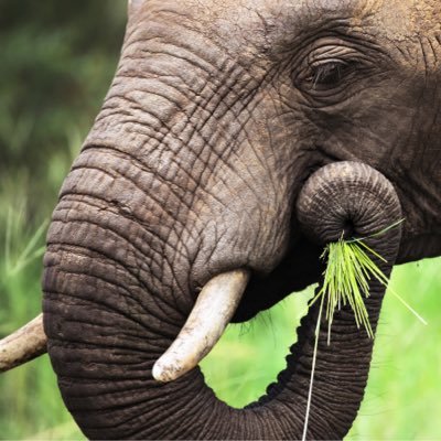 thekingelephant Profile Picture